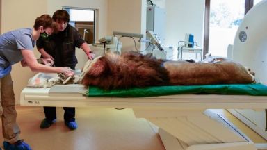 Африканският лъв Славчо от Зоологическа градина София бе подложен