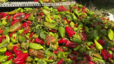 Тринадесети септември е крайният срок в който земеделците пострадали от