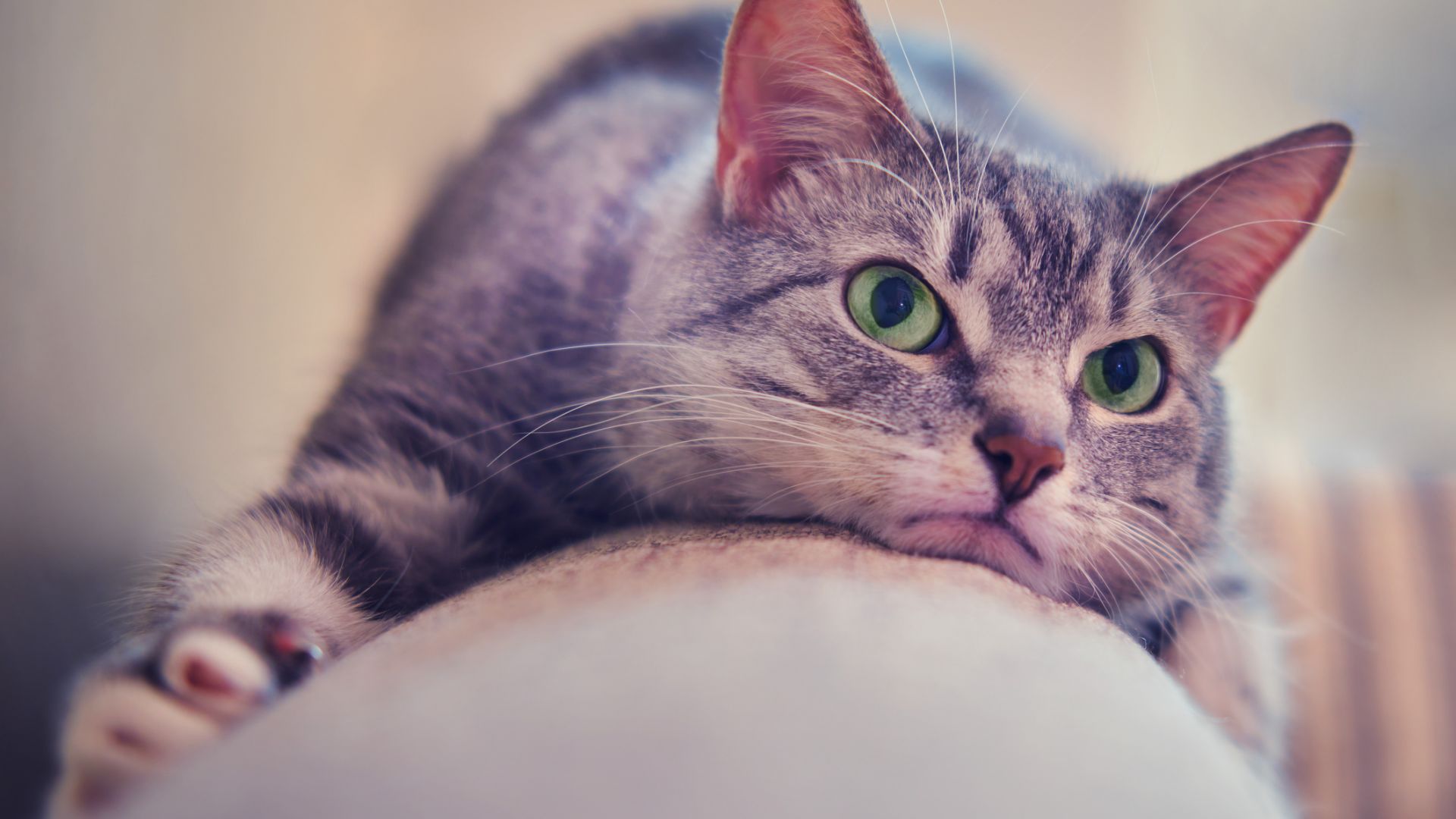 Мозъкът на котките се е смалил в процеса на опитомяването им