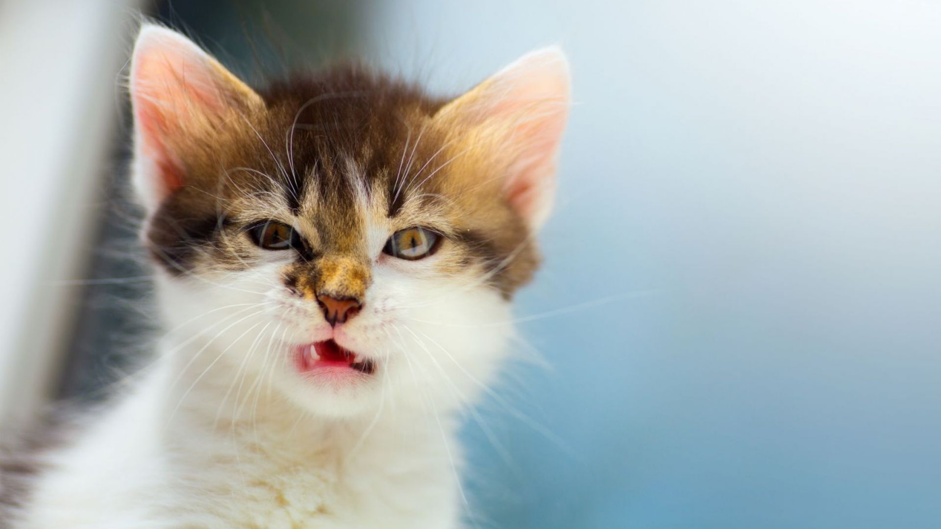 Заради стреса, съпътстващ пандемията, домашните котки развиват болести