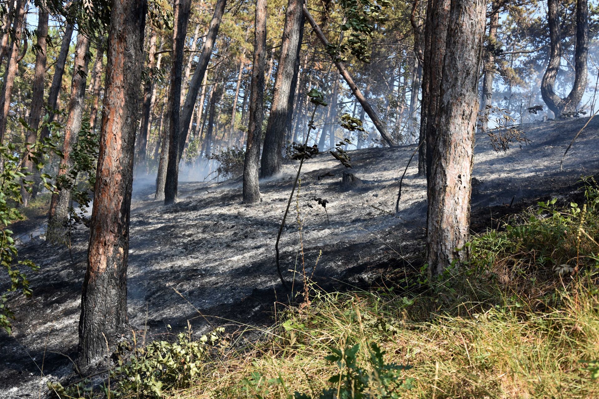 Вследствие на пламъците са изгорели около 30 декара суха горска растителност