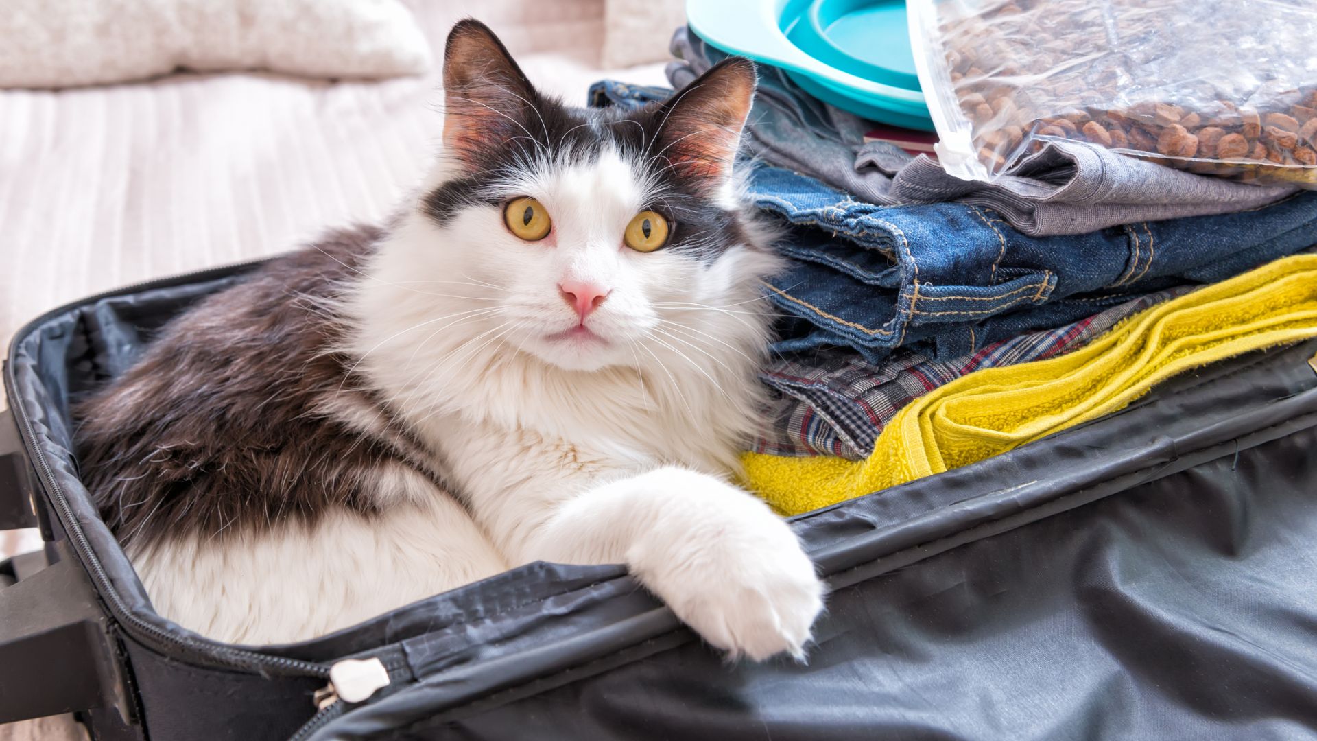 Котките се плашат от дрехи с миризмата на собствениците им