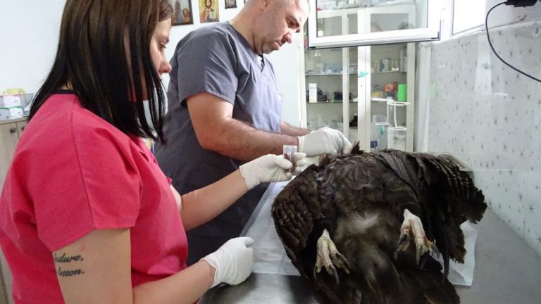 Птица от застрашен вид - черен лешояд, е била намерена