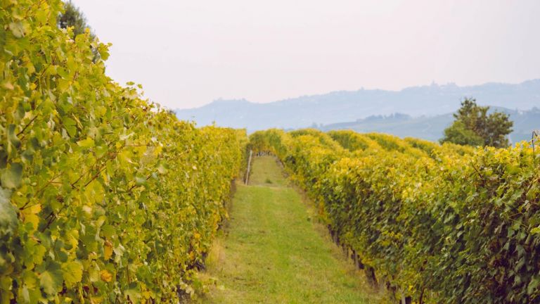 Бароло е първият Град на виното в Италия за 2021