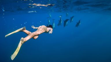 Край на плуването с делфини в Хавай