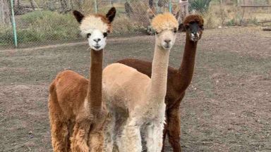 Трио женски алпаки пристигнаха от Южна Америка и вече са