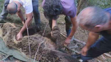 Откриха мъртва мечката, нападала села в Родопите, преди да разрешат отстрела й