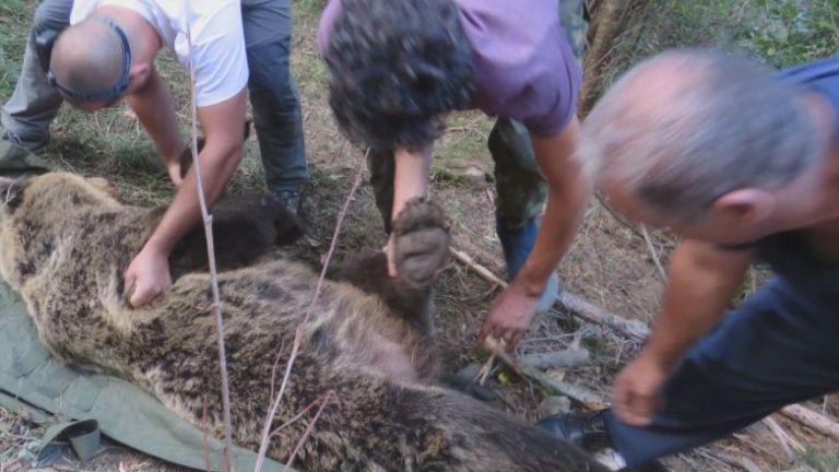 Опасна мечка напада добитък в село в Родопите