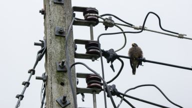 За да бъдат защитени птиците електрическата мрежа около Бургас ще