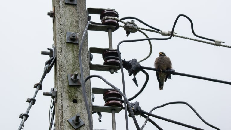 За да бъдат защитени птиците, електрическата мрежа около Бургас ще