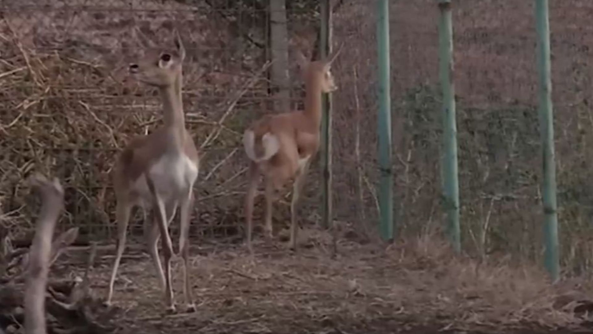 Бургаският зоопарк с нови обитатели, единствени в България