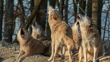 Глутници вълци нападат добитък в странджанските села всекидневно За атаките