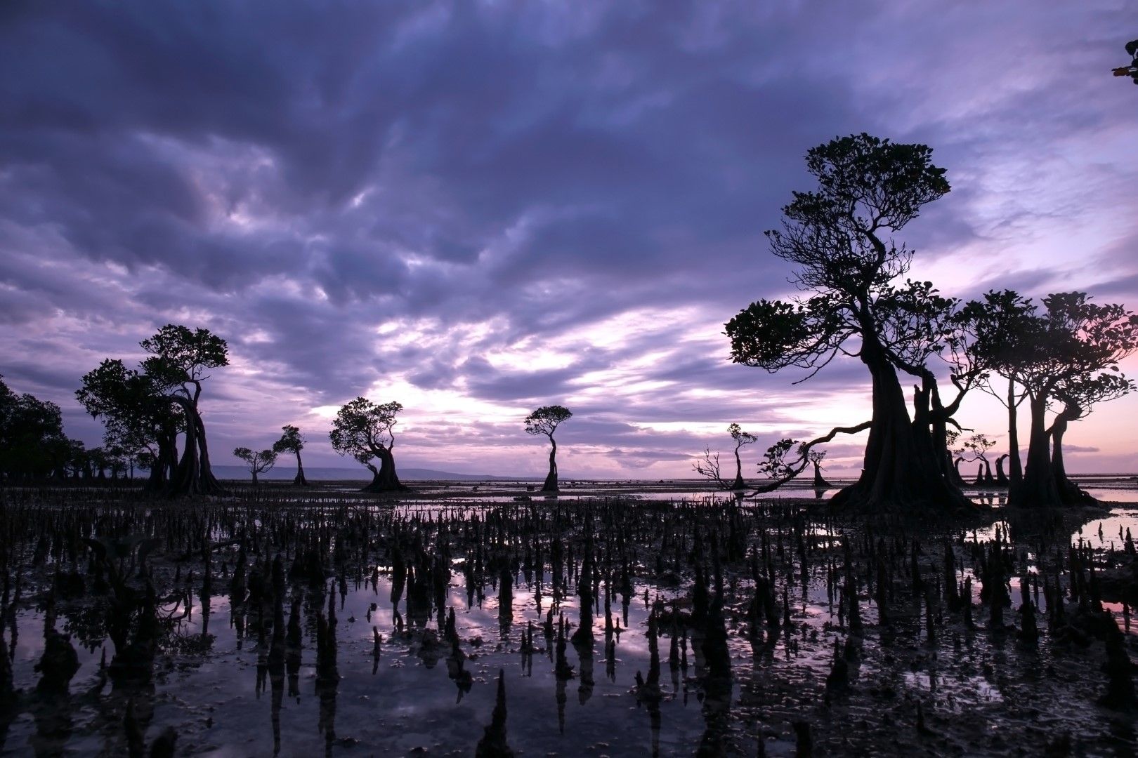 Тацуващите дървета на остров Сумба, Индонезия