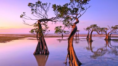 Чудесата на света: Танцуващите дървета на остров Сумба (снимки)