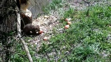 Бобрите се завърнаха в България Преди повече от 170 години