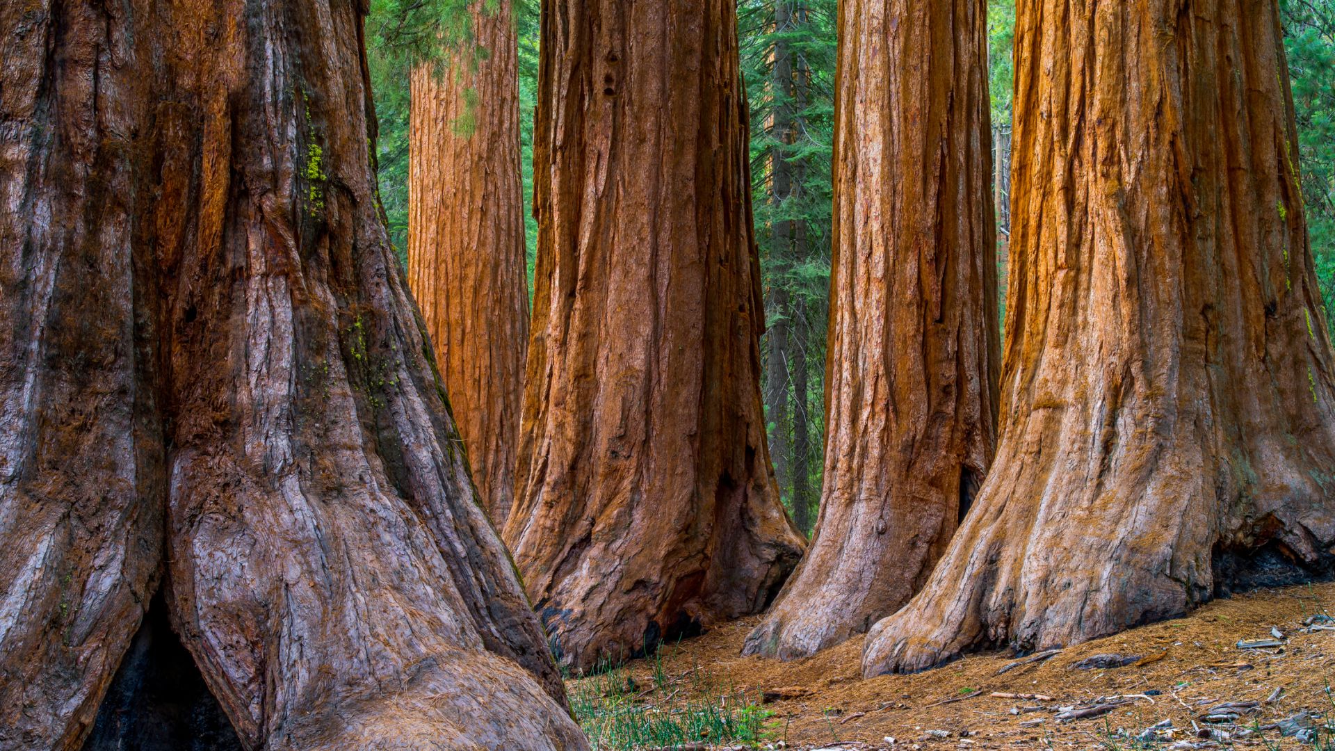 Хиляди гигантски секвои са унищожени в Калифорния от пожарите