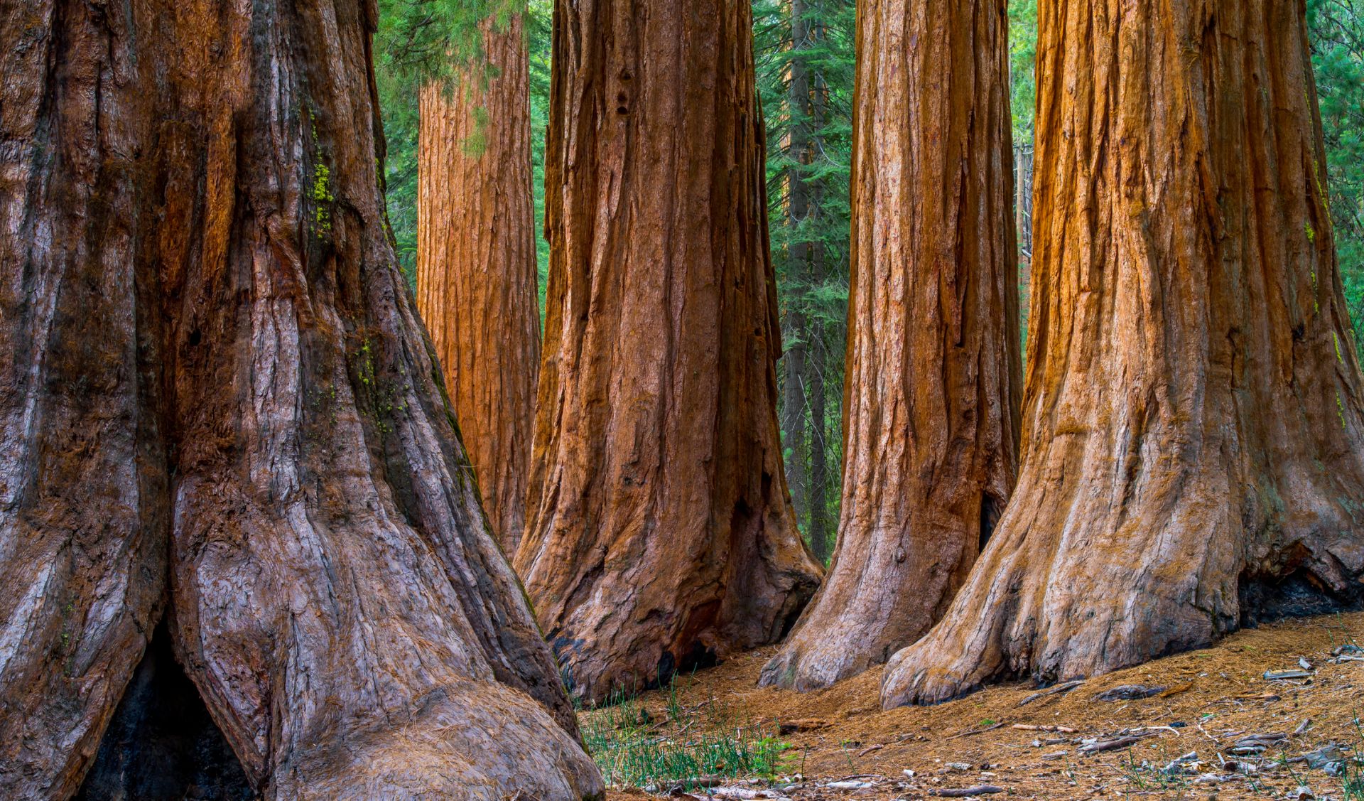 Хиляди гигантски секвои са унищожени в Калифорния от пожарите