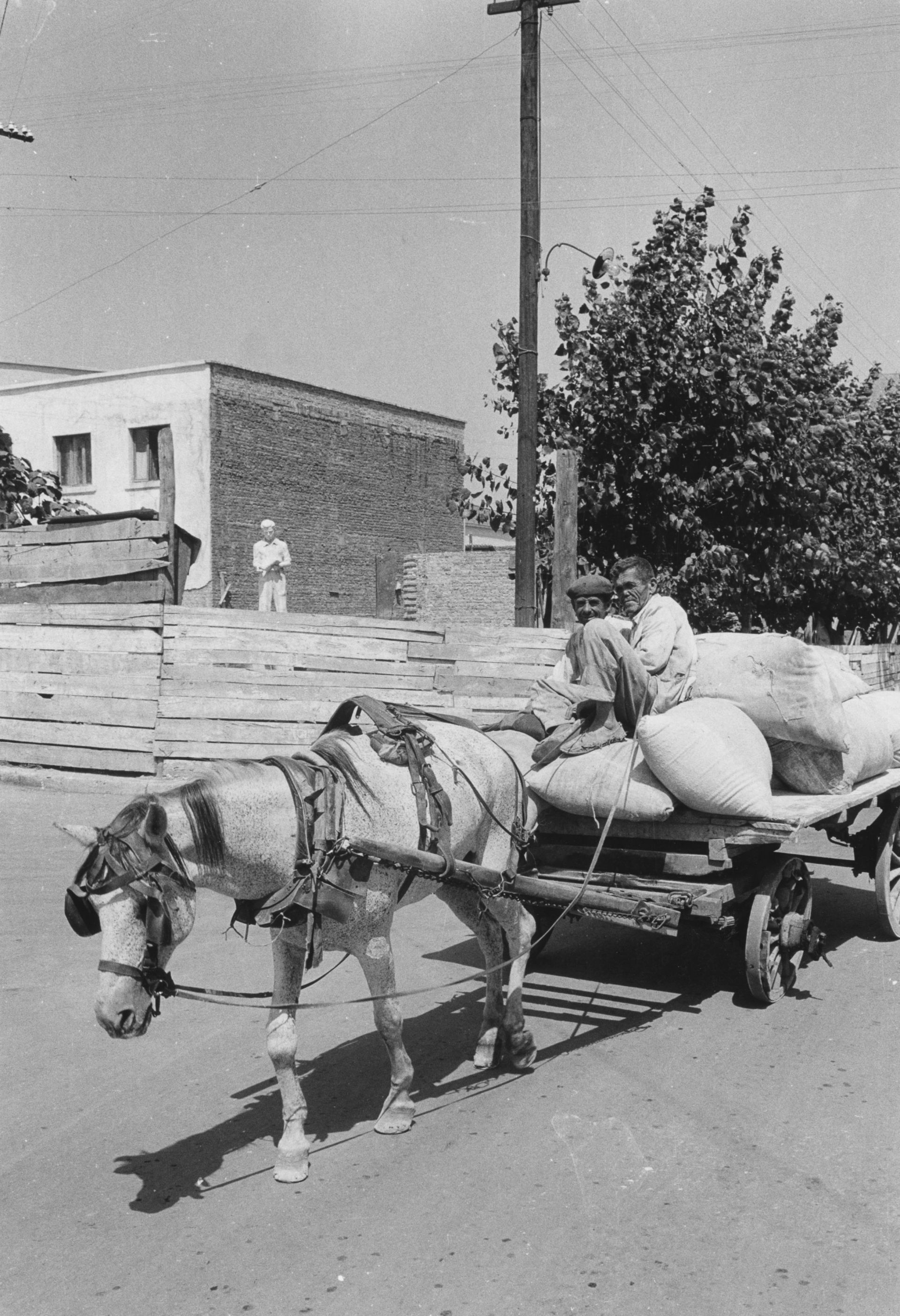 Магарешката каруца е основното транспортно средство в Тирана през 50-те години