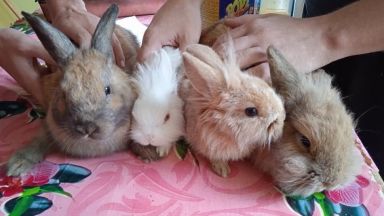 Цяло семейство декоративни зайчета е намерено изоставено в кашон до