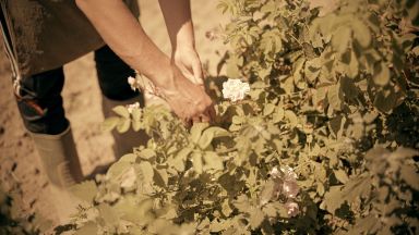 "SOS Българска роза" - благотворителна кампания ще спасява малките розопроизводители в Средногорието