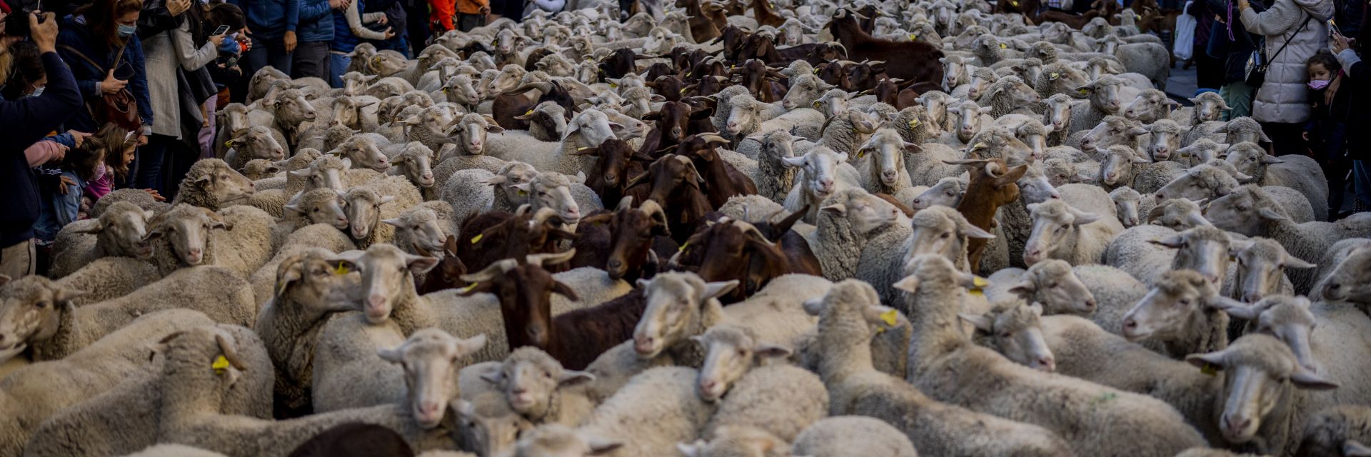 Овце задръстиха улиците в центъра на Мадрид (видео)