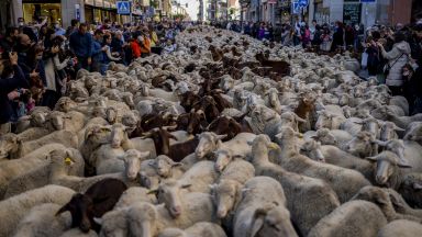Необичайна гледка за Мадрид Овце задръстиха улиците на испанската столица