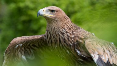 Царски орел ранен в България и пуснат на свобода след