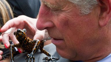 Щръклицата Бионсе и жабата принц Чарлз - учени кръщават нови животински видове на знаменитости