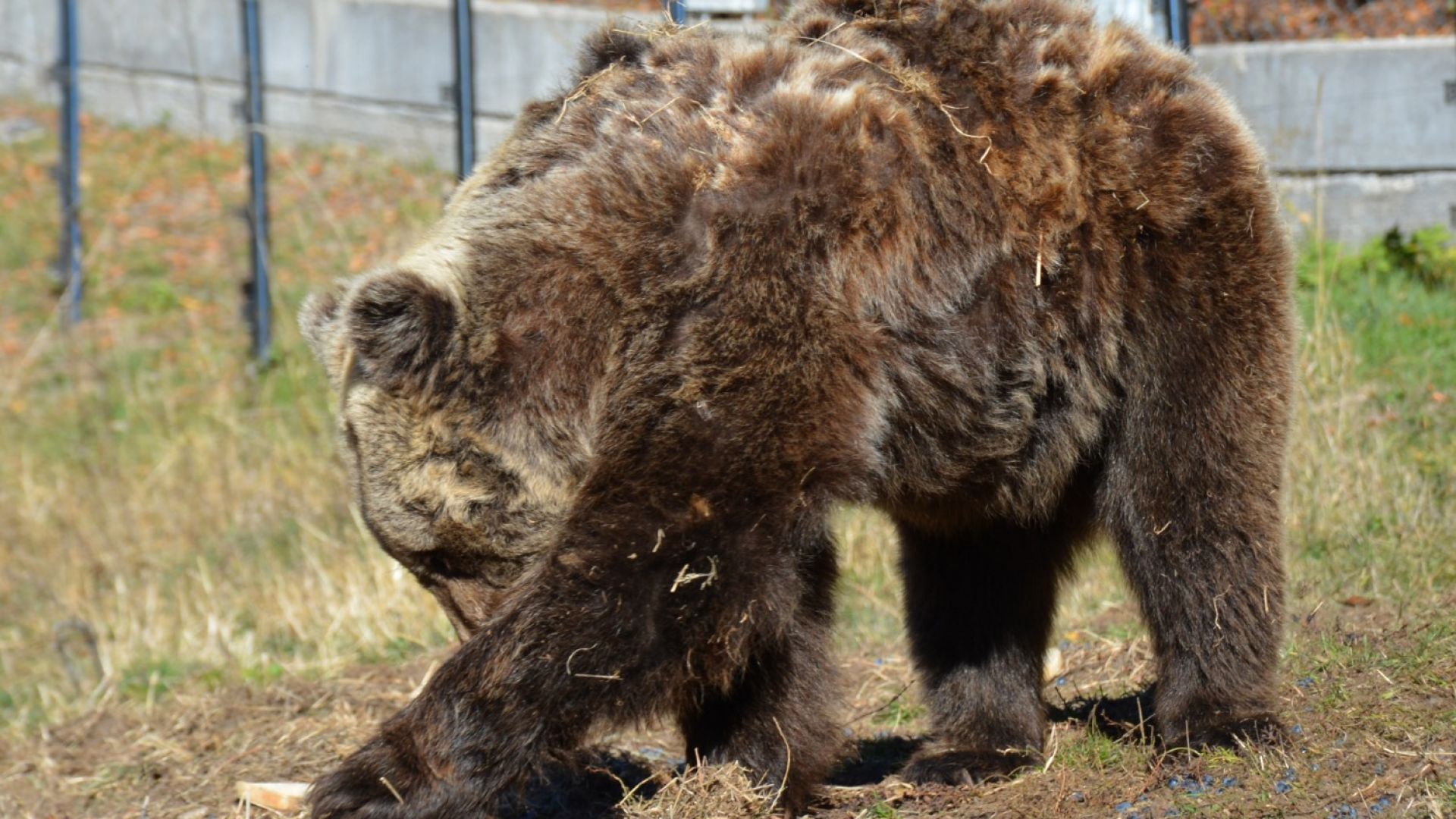 Старите мечки в парка в Белица вече спят зимен сън, младите си правят бърлоги (снимки)