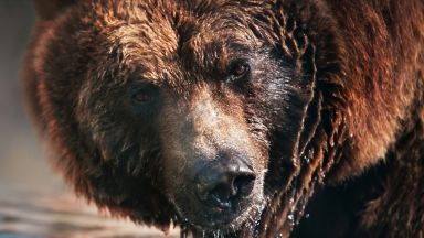 Учените презареждат мускулни клетки, като ги инжектират с "мечешки серум"