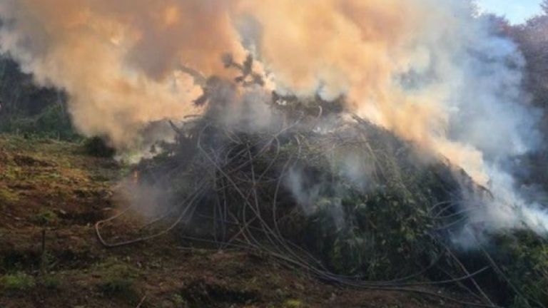 Криминалисти откриха и изгориха над 1,5 тона канабис в землището