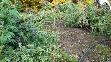 Разкрита е плантация с канабис в трудно достъпна местност край