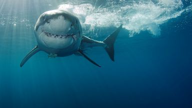 Откриха защо акулите нападат туристи в морето