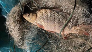 400 метра хрилни мрежи с маломерна риба от вида сребриста