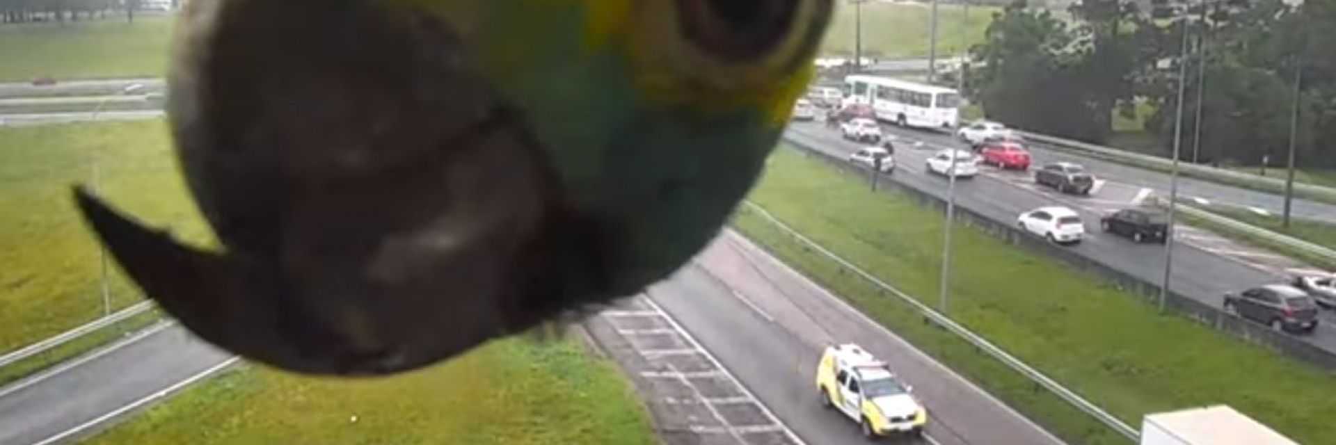 Папагал се облещи на пътна камера в Бразилия (видео)