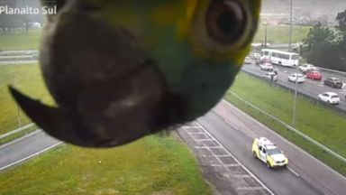 Пътна камера разположена на натоварена автомагистрала в Бразилия засне любопитeн