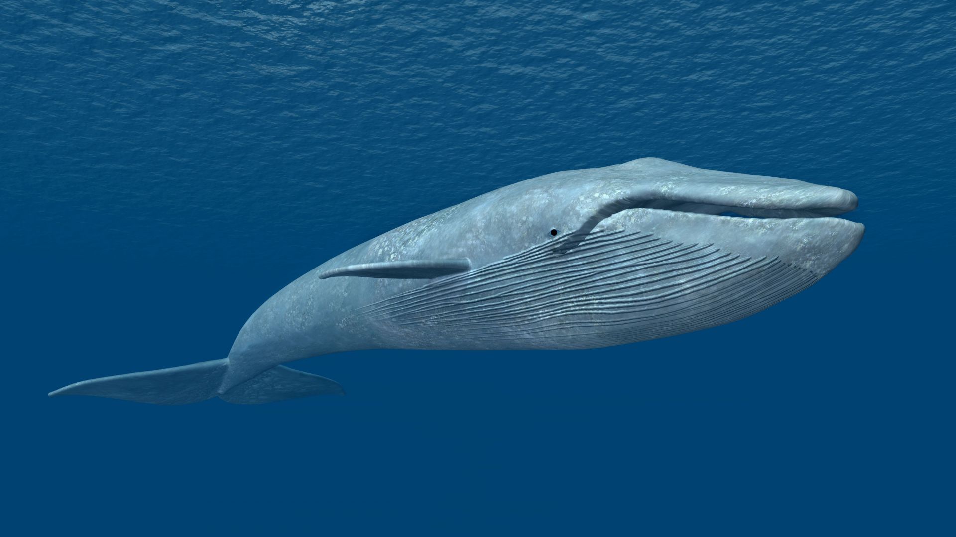 Синият кит изяжда по 16 тона крил на ден