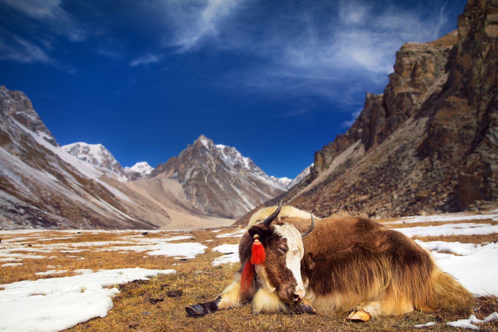 Бутански як се излежава сред възвишенията на Хималаите