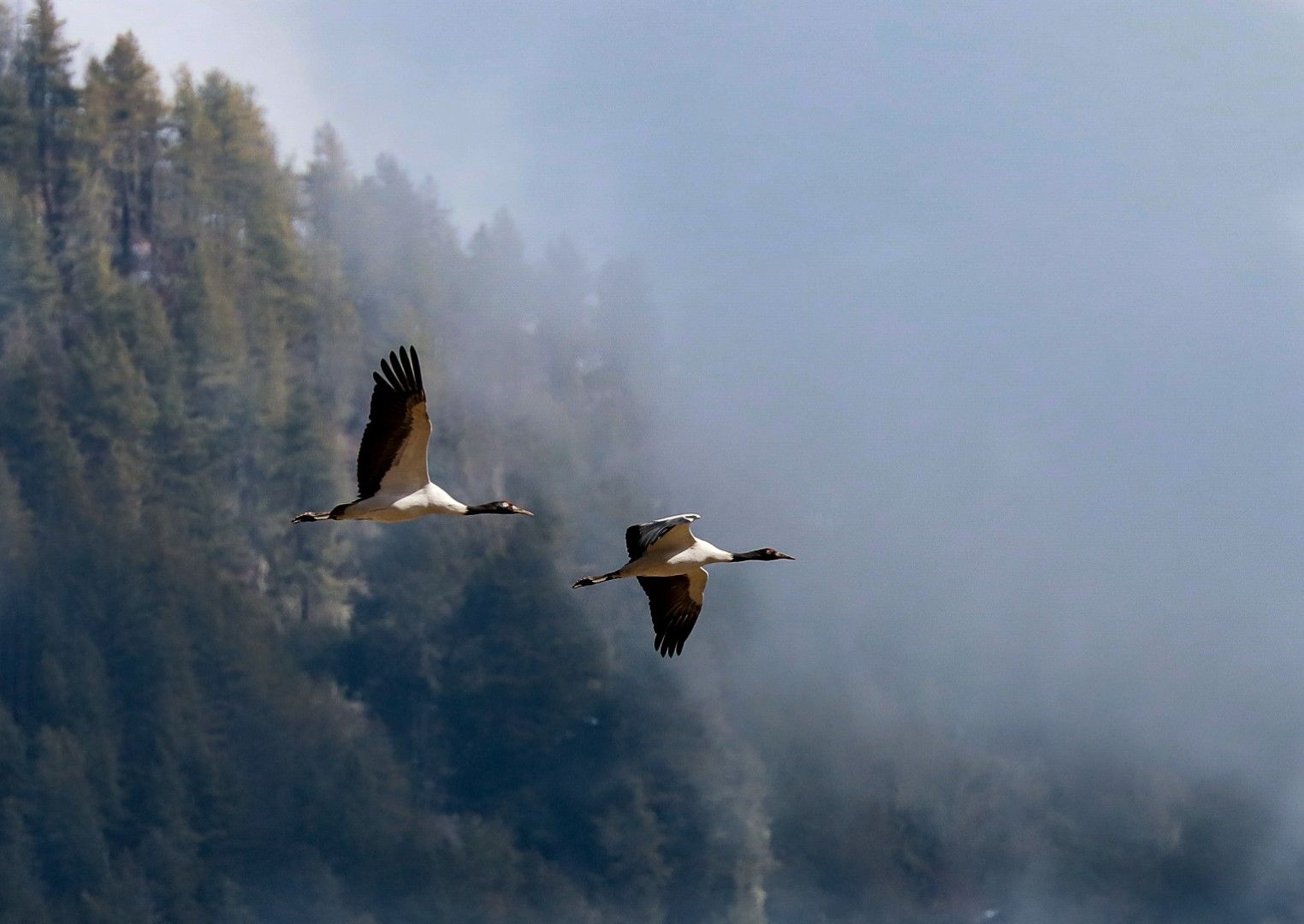 Черноврати жерави летят сред облаците