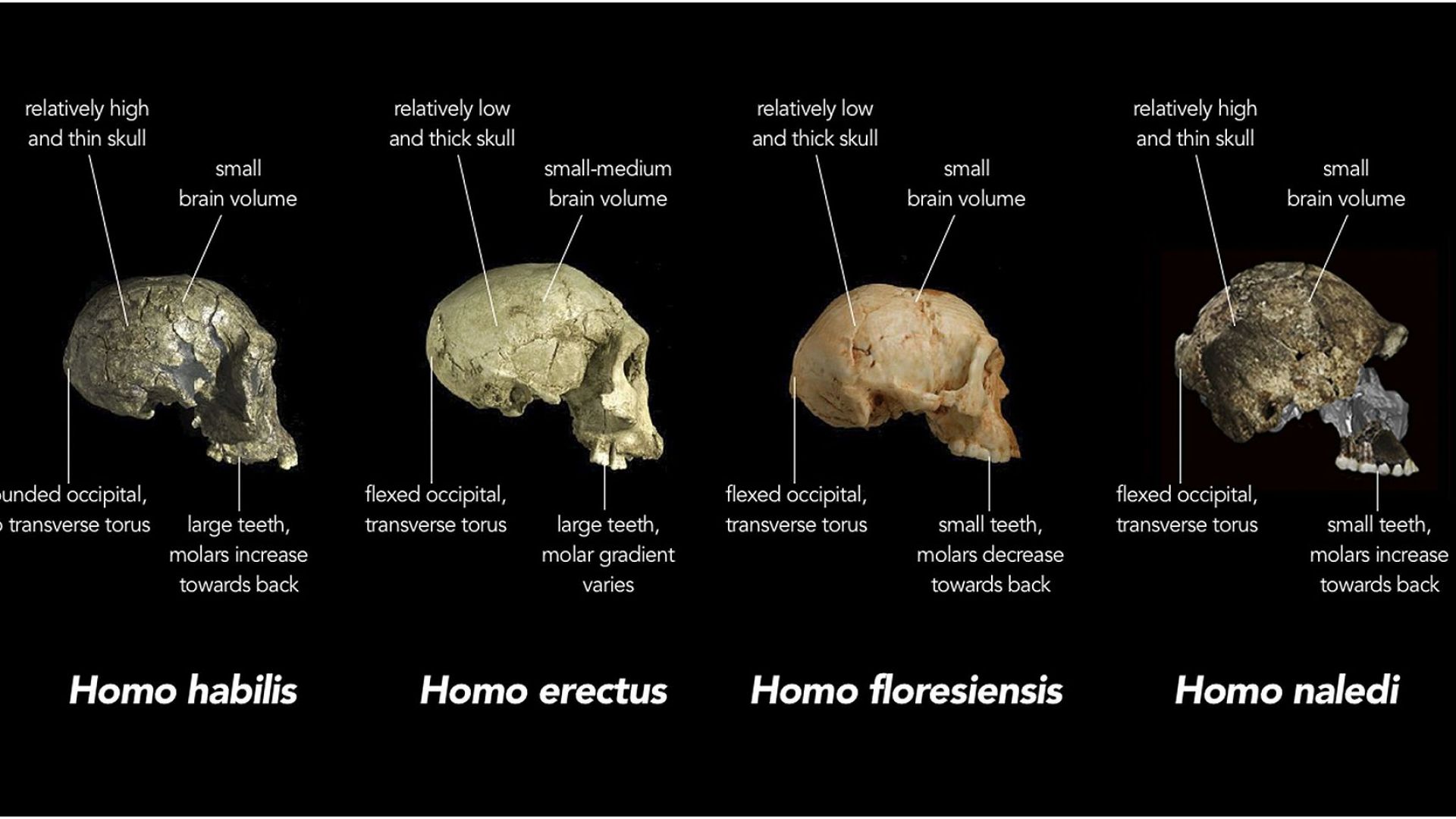 Останки от ранно човекоподобно бяха открити в пещера в ЮАР