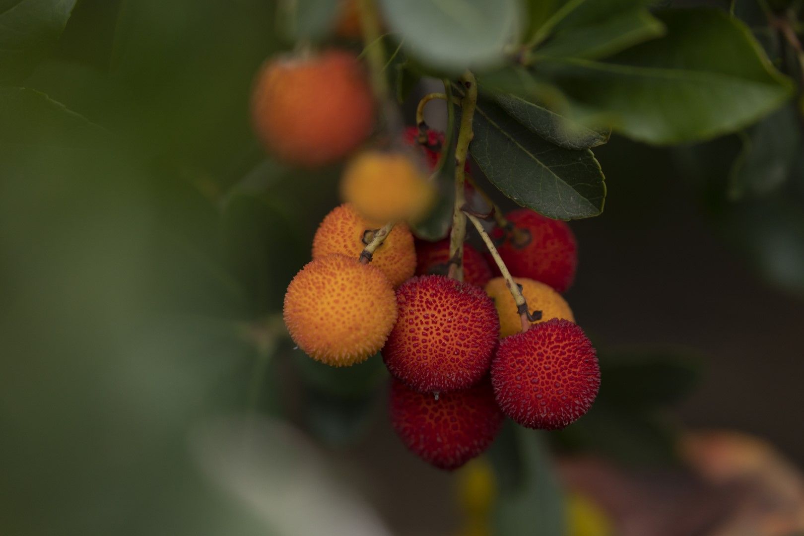 Плодовете на ягодовото дърво предизвикват леко опиянение, ако се ядат сурови