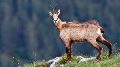 Бракониери убиха и обезглавиха защитени диви кози в "Централен Балкан"
