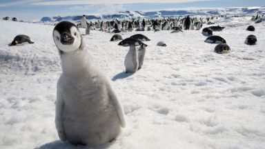 Пингвин измина 3000 км и припадна на новозеландски бряг