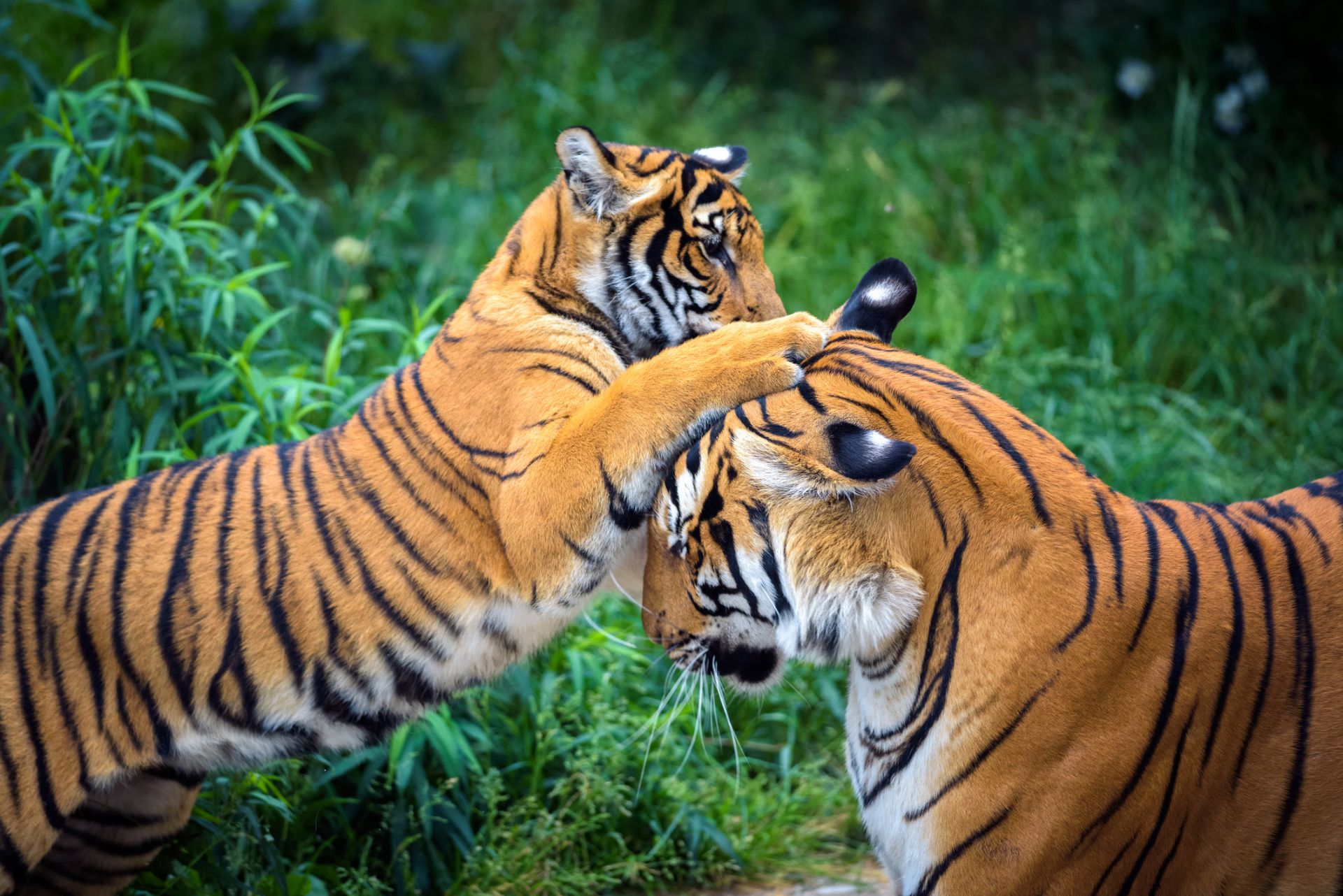 Малайският тигър може да изчезне до 10 години