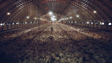 Епидемиологът Роб Уолъс твърди че начинът по който отглеждаме животни