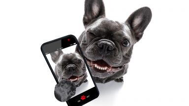 Телефон за кучета понижава самотата на четириногите