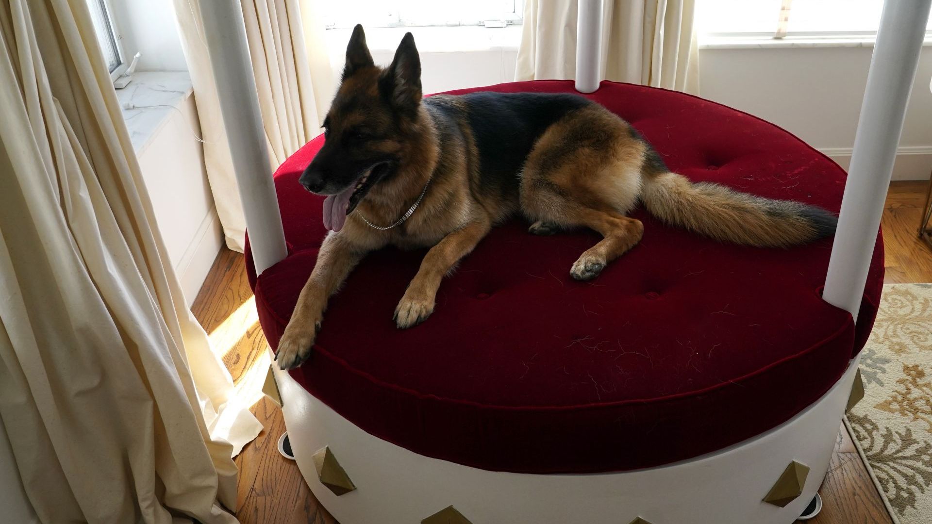 Куче-милионер продава вила в Маями, която е била собственост и на Мадона (видео)