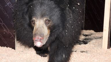 Най новият обитател на столичния зоопарк бърнестата мечка Шрея с