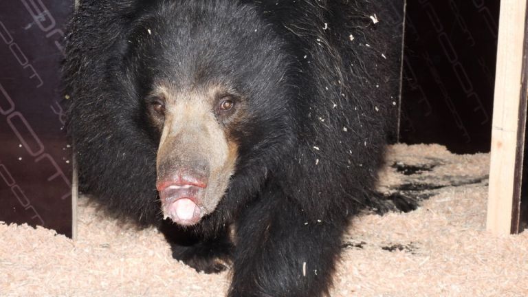 Най-новият обитател на столичния зоопарк - бърнестата мечка Шрея с