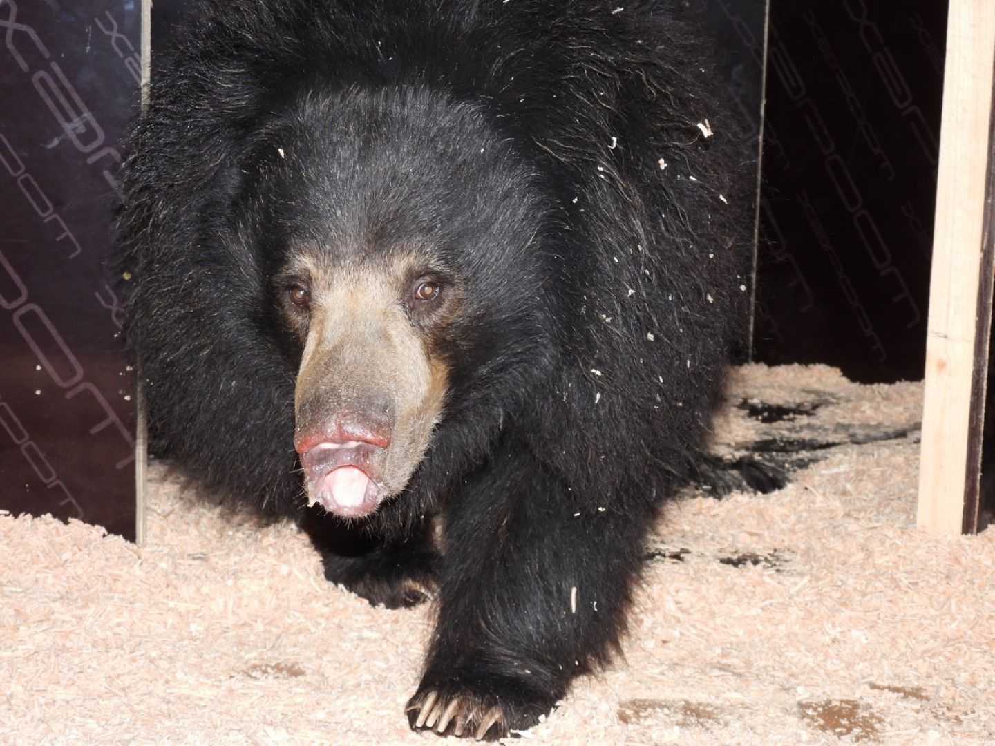 Най-новият обитател на столичния зоопарк - бърнестата мечка Шрея 